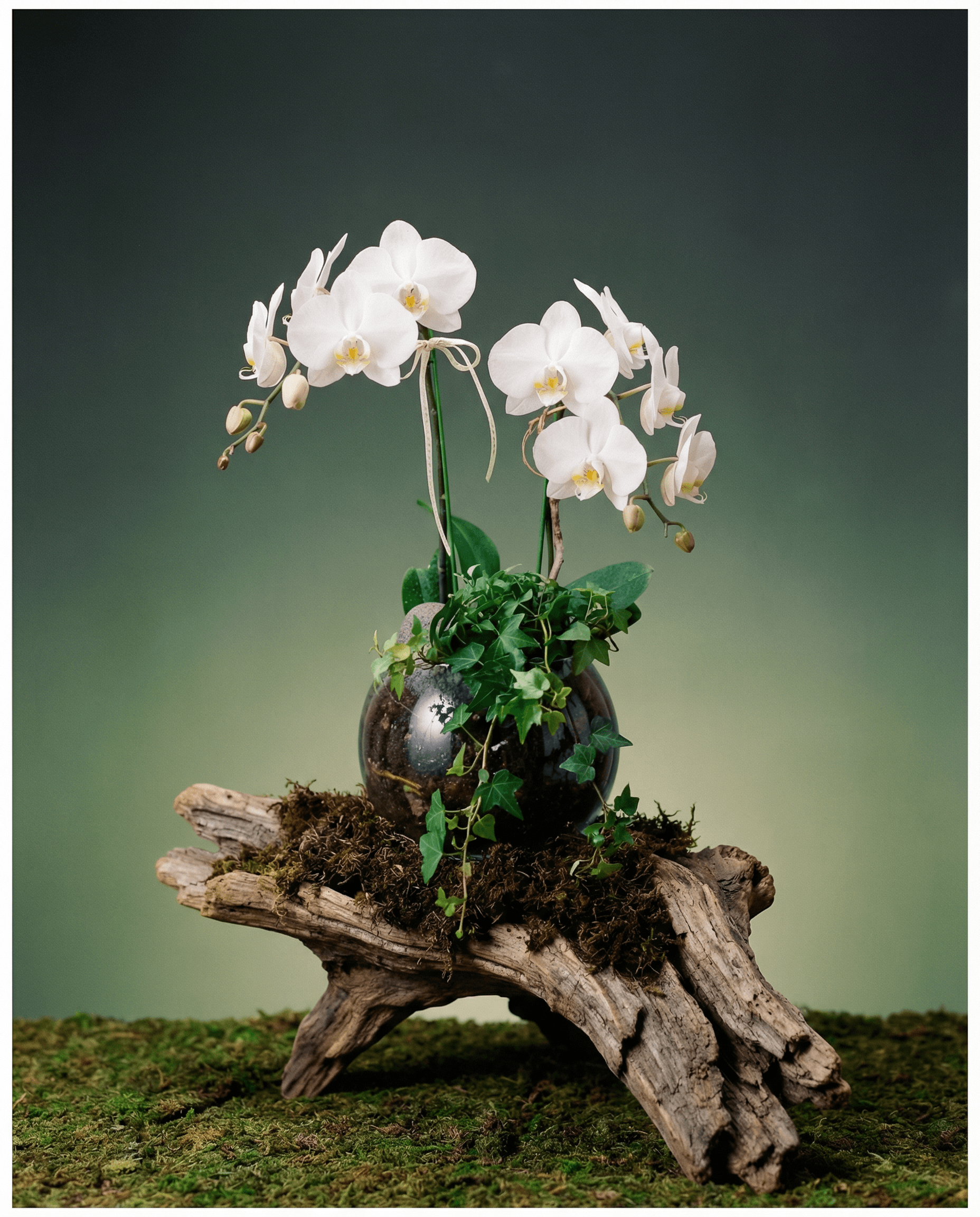 Orchid additional view