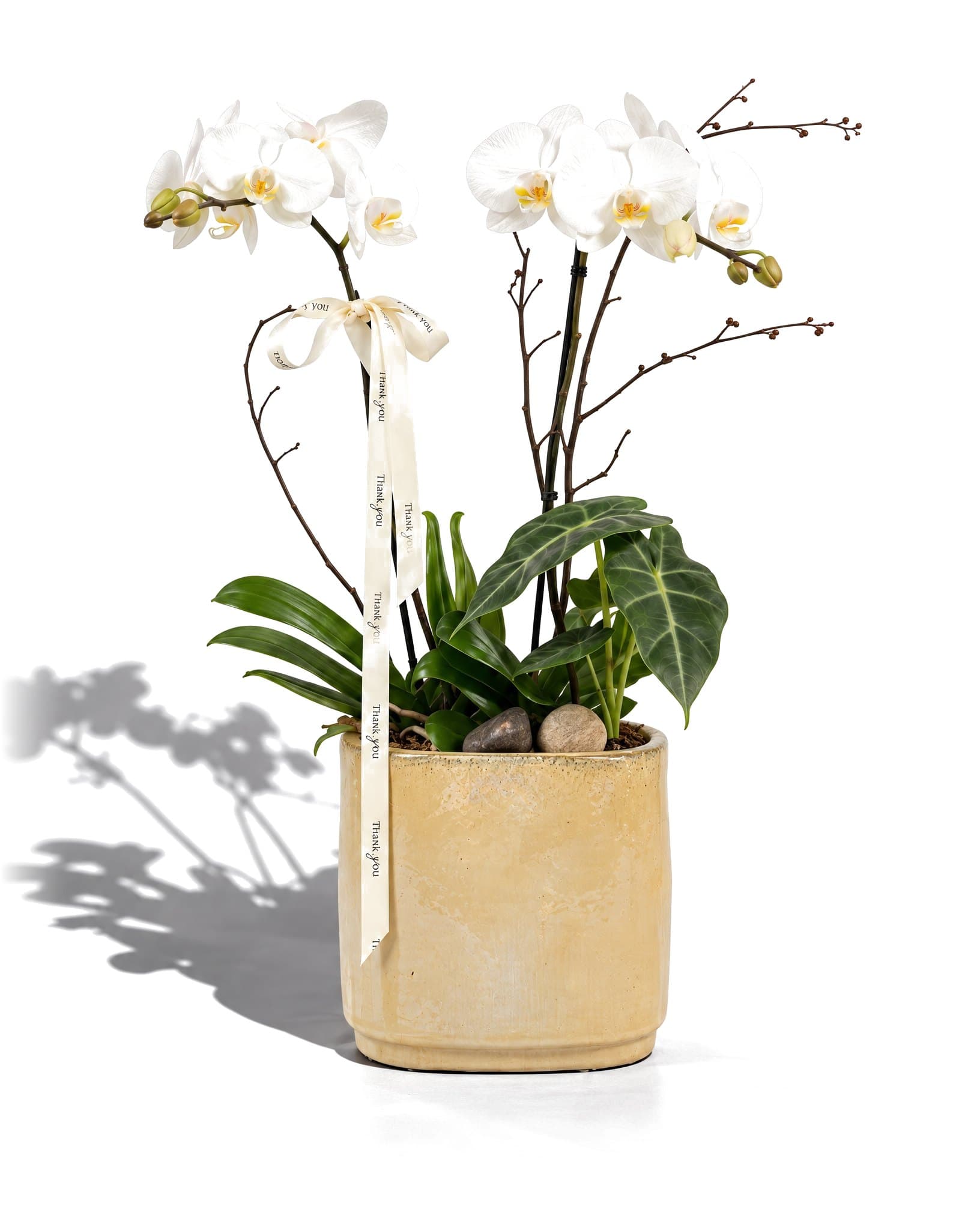 Orchid 2