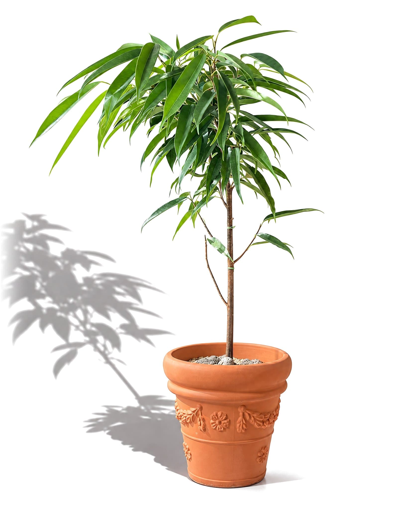 Plant 1 스타일
