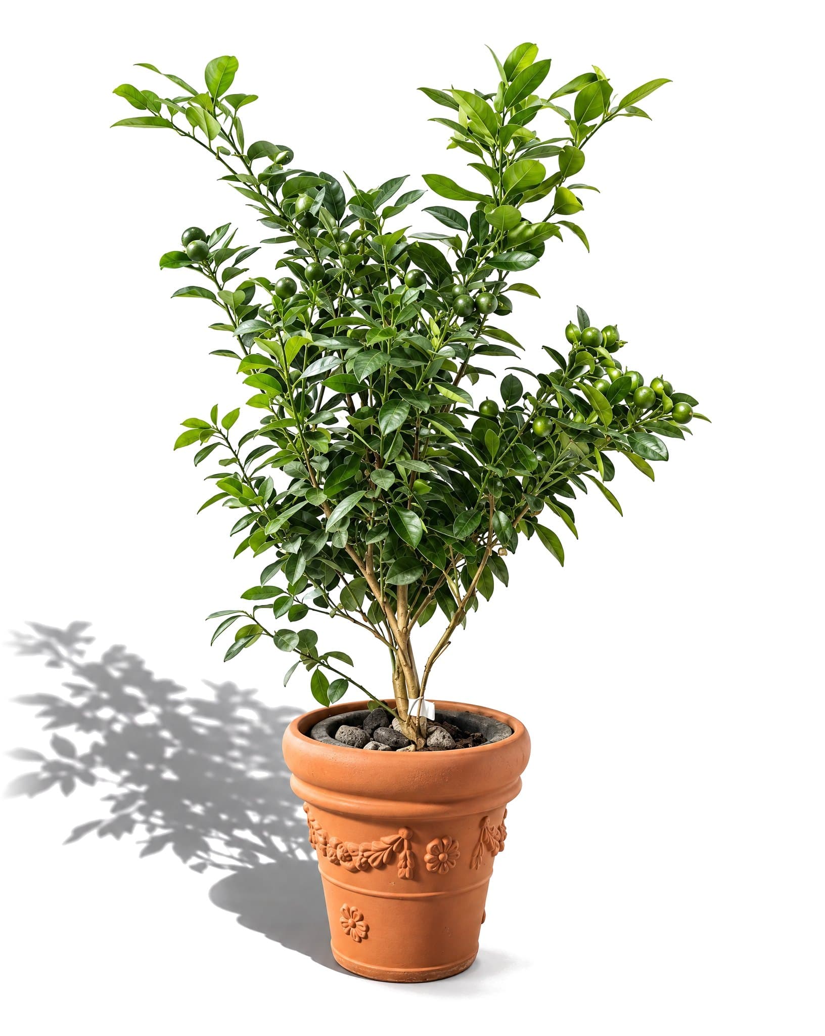 Plant 2