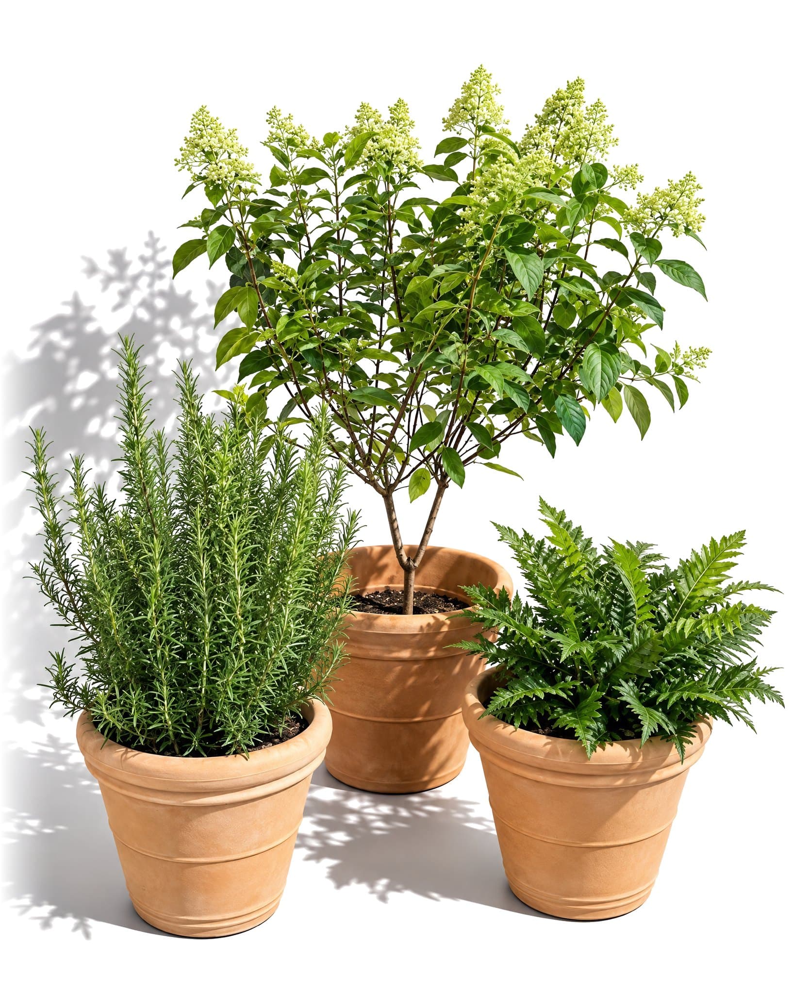 Plant 3